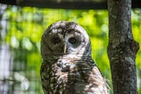 Barred Owl face looking at camera with green background.